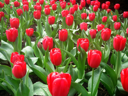 483743 (a): :2580x1935